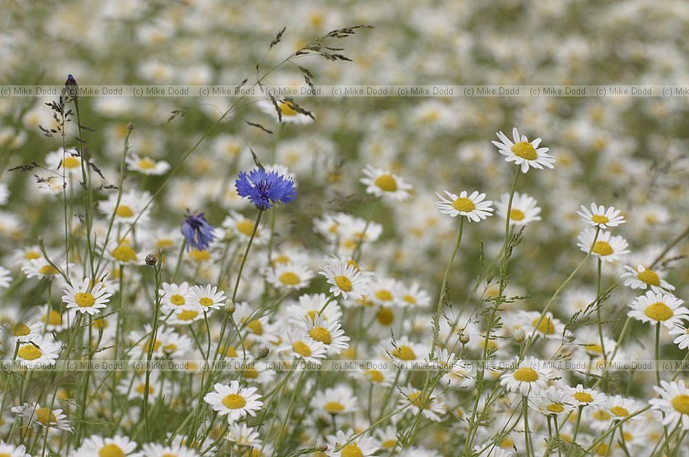 Anthemis arvensis Corn Chamomile