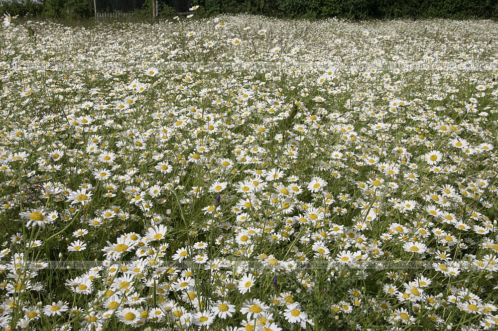 Anthemis arvensis Corn Chamomile