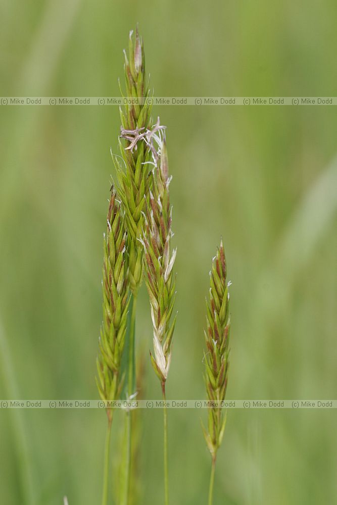 Anthoxanthum odoratum sweet vernal grass