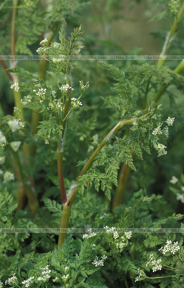 Anthriscus caucalis Bur Chervil