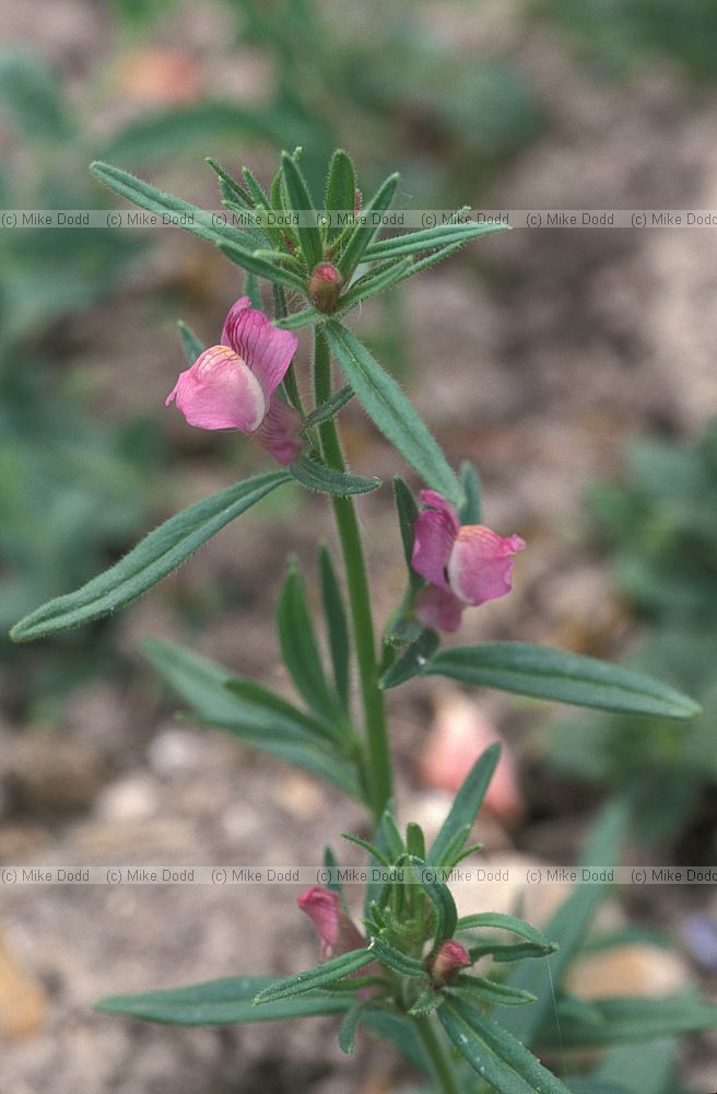 Antirrhinum orontium Lesser Snapdragon