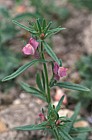 Antirrhinum orontium Lesser Snapdragon