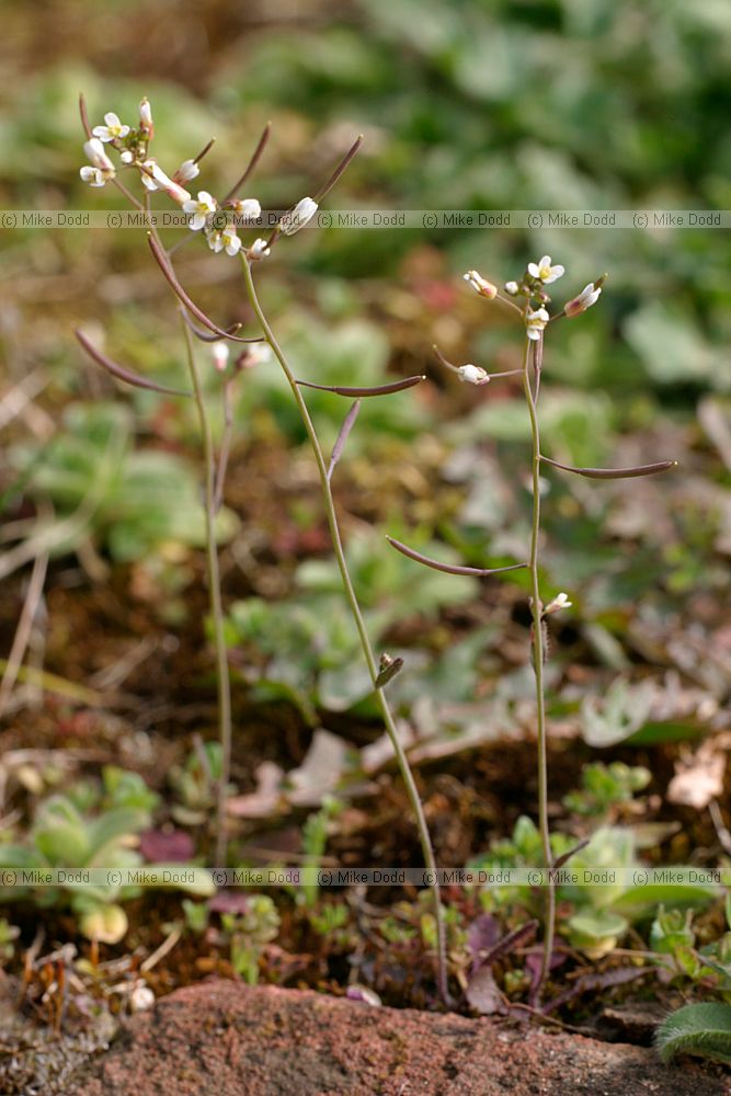 Arabidopsis thaliana Thale Cress