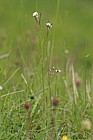 Arabis hirsuta Hairy Rock-cress