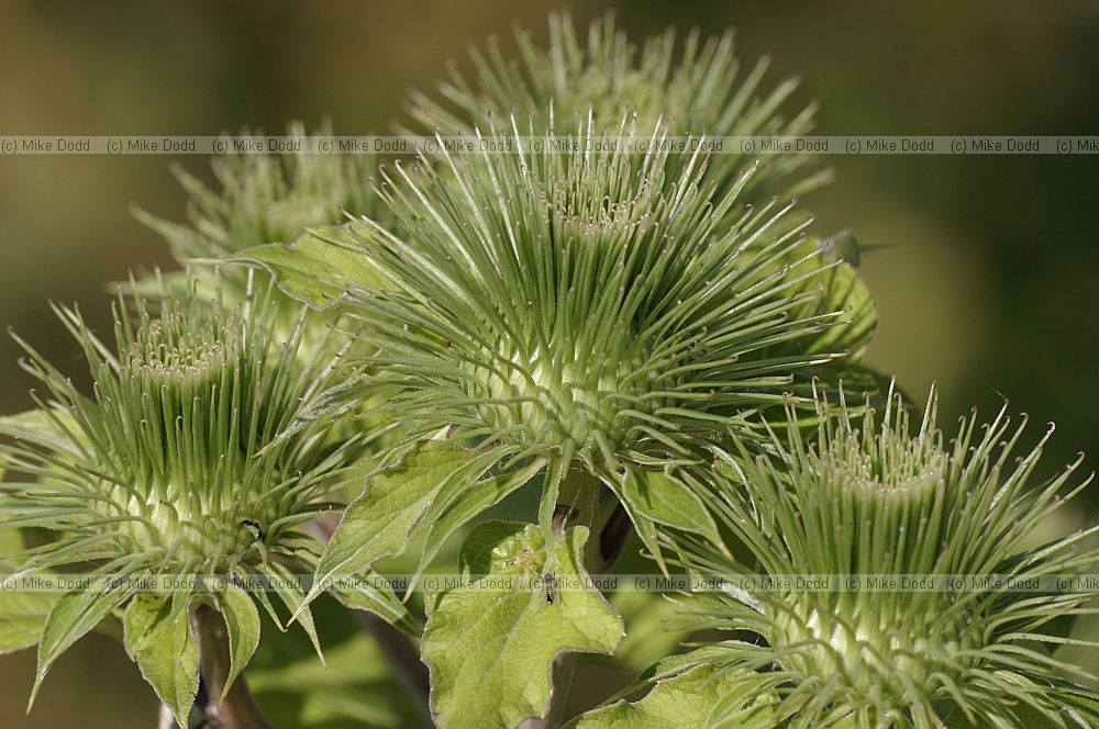 Arctium lappa Greater burdock