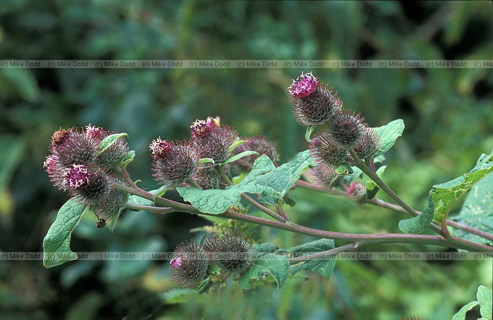 Arctium minus Lesser Burdock