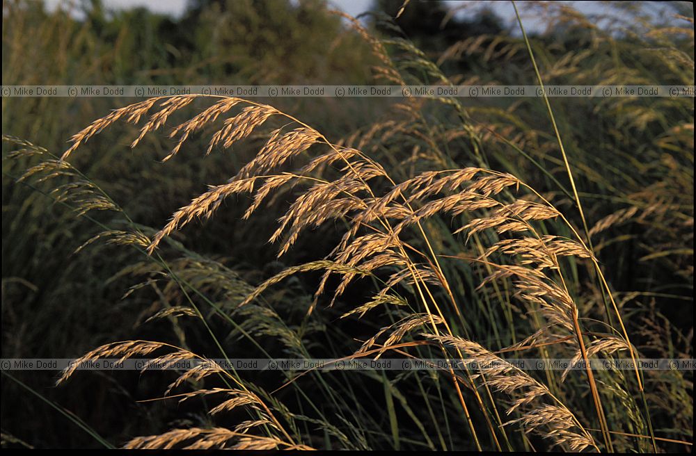 Arrhenatherum elatius False Oat-grass