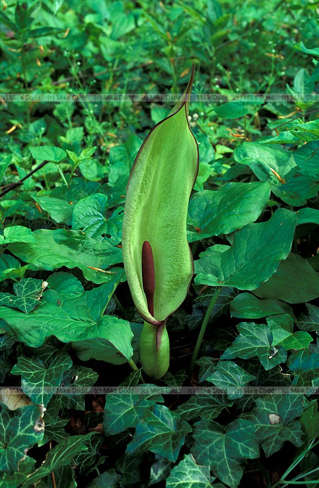 Arum maculatum Cuckoo Pint or Lords and Ladies