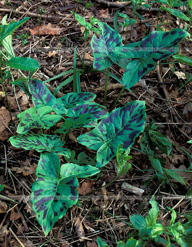 Arum maculatum Cuckoo Pint or Lords and Ladies