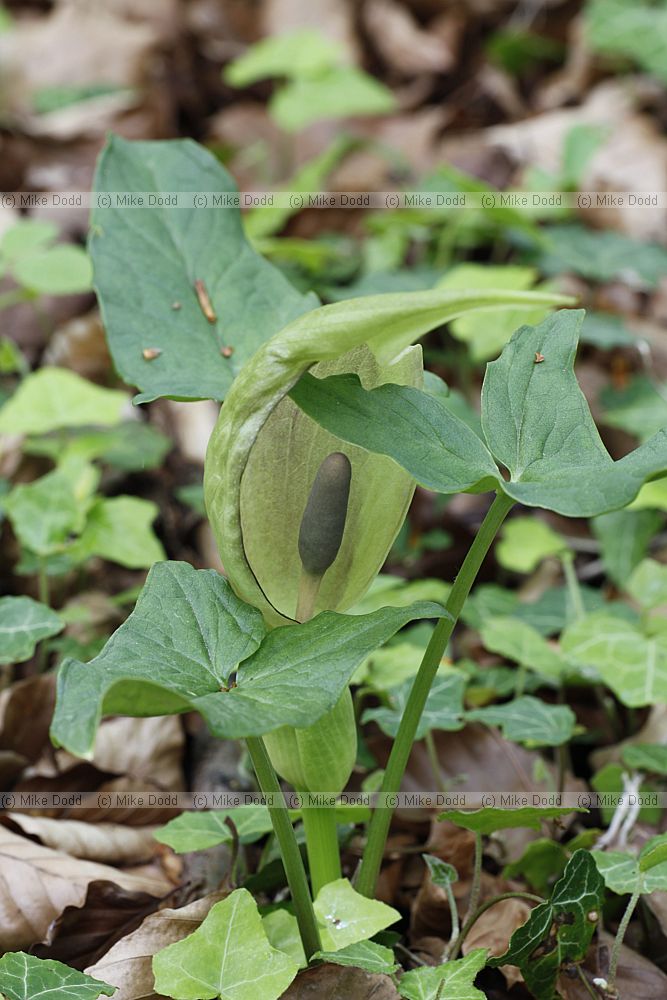 Arum maculatum Lords-and-Ladies