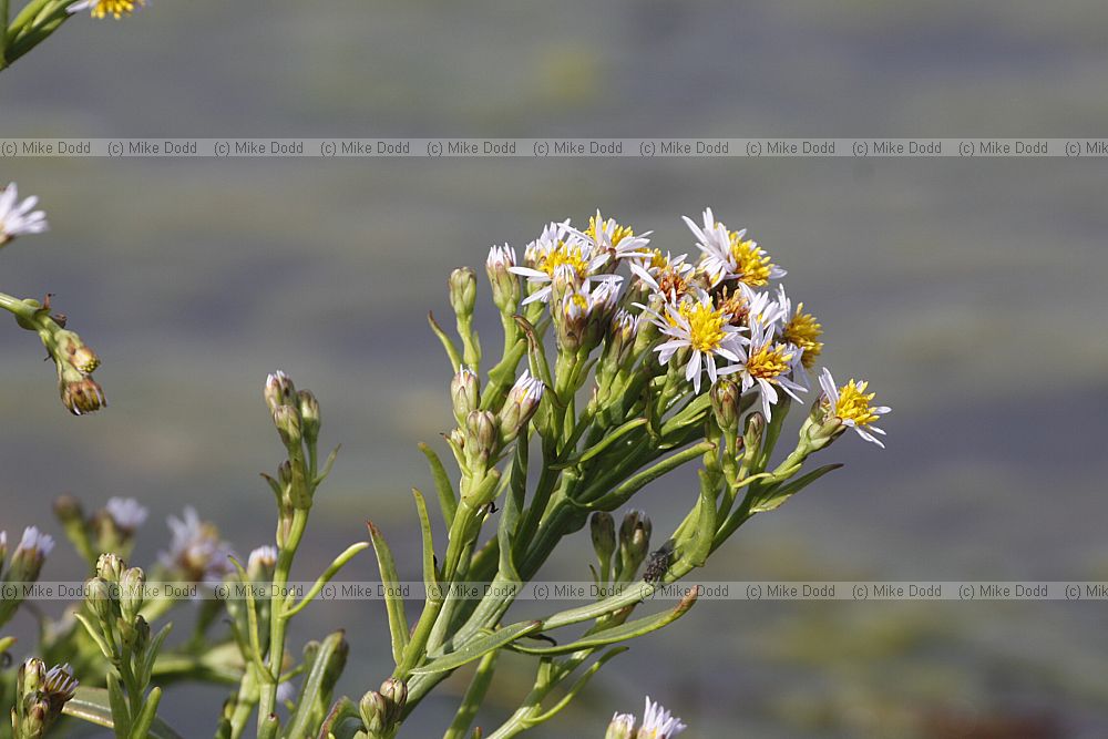 Aster tripolium Sea Aster