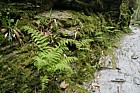 Athyrium filix-femina Lady fern