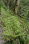 Athyrium filix-femina Lady fern