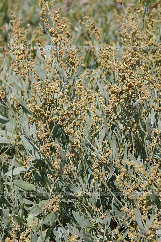 Atriplex portulacoides Sea Purslane