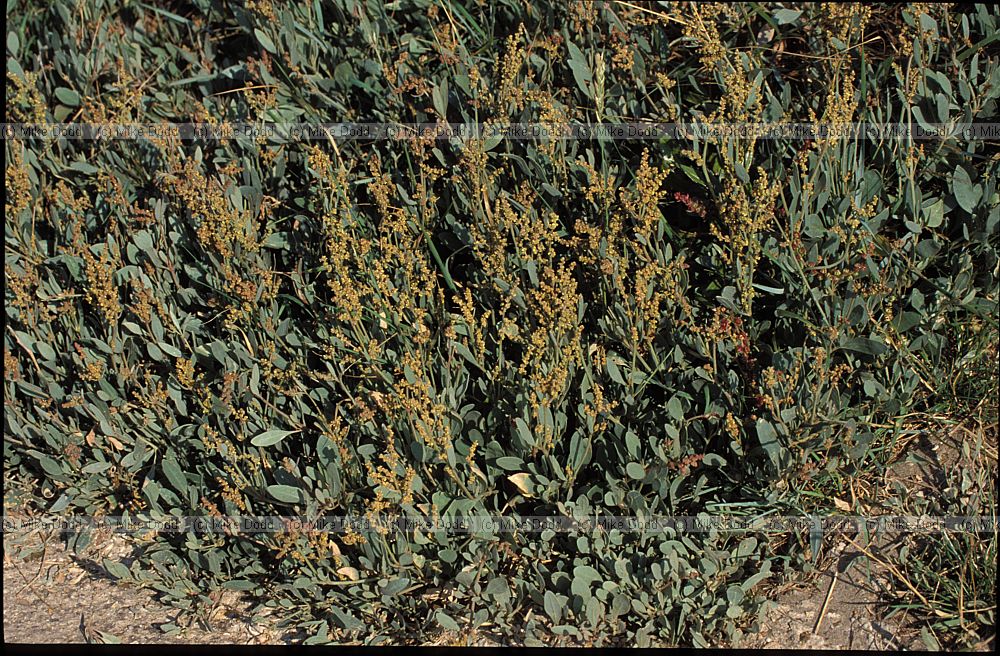 Atriplex portulacoides Sea-purslane