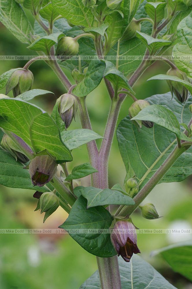 Atropa belladonna Deadly Nightshade