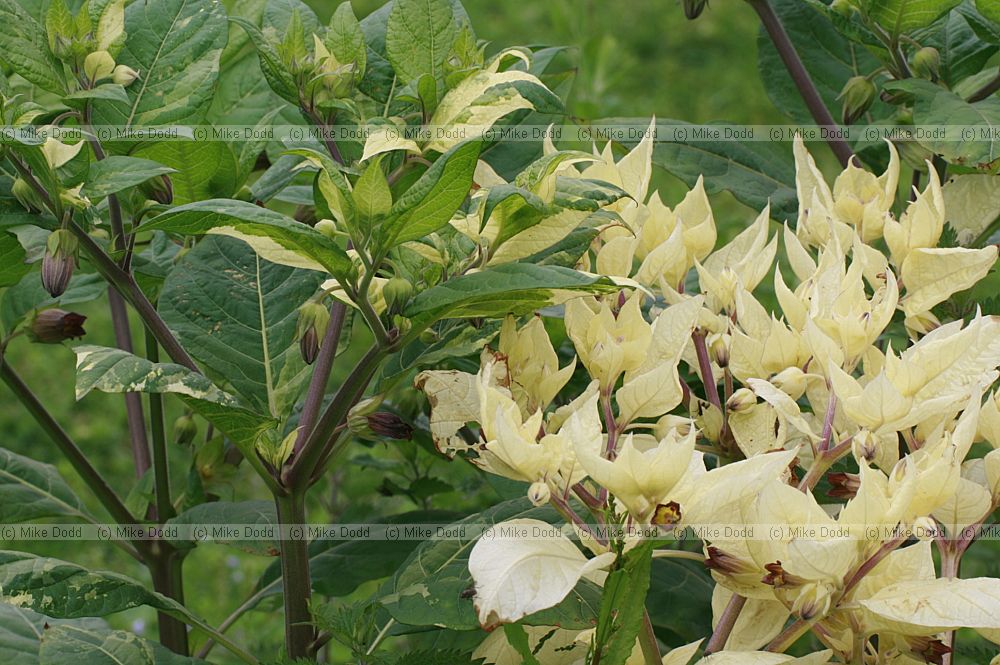 Atropa belladonna Deadly Nightshade