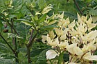 Atropa belladonna Deadly Nightshade