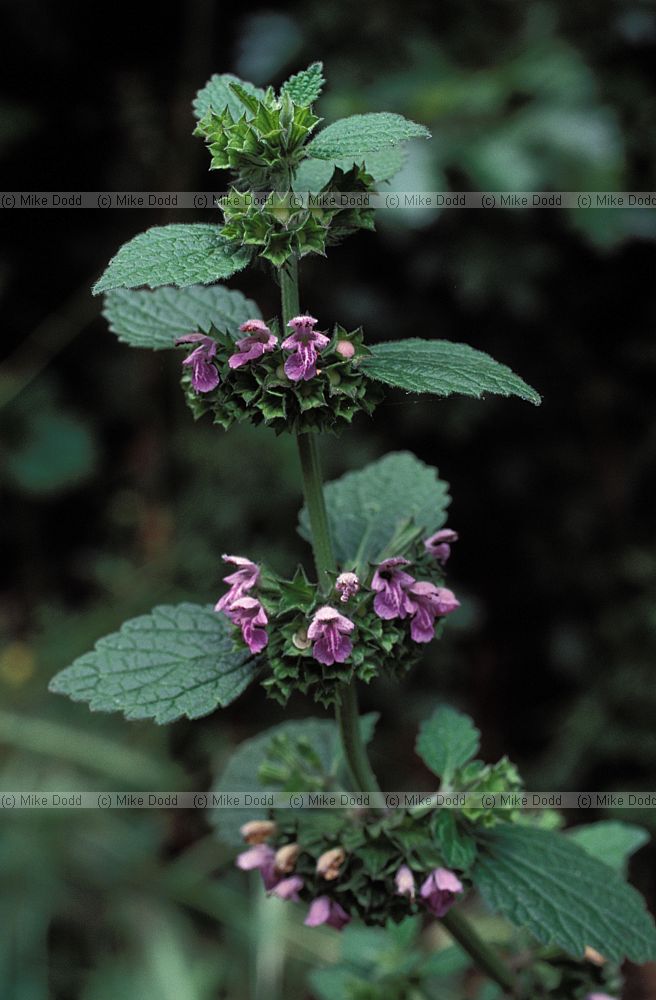 Ballota nigra Black Horehound