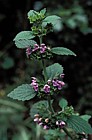 Ballota nigra Black Horehound
