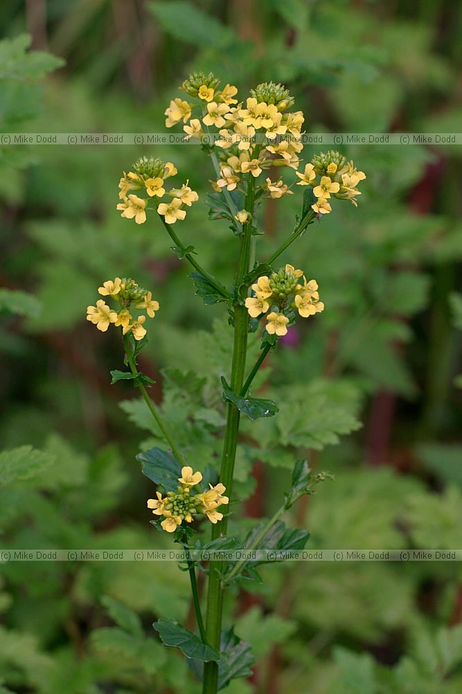 Barbarea vulgaris Winter-cress