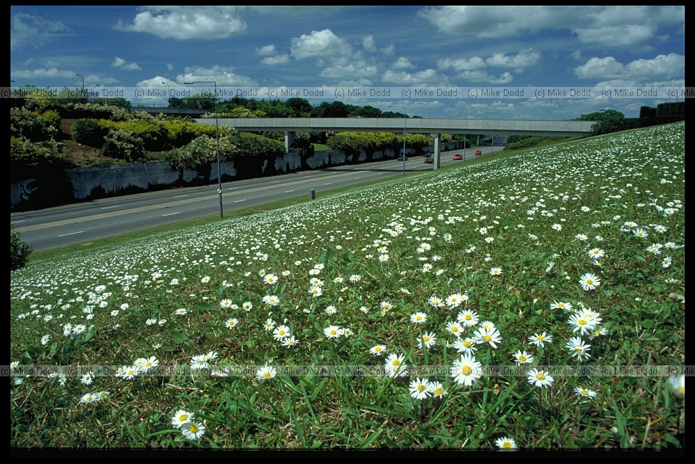 Bellis perennis Daisy