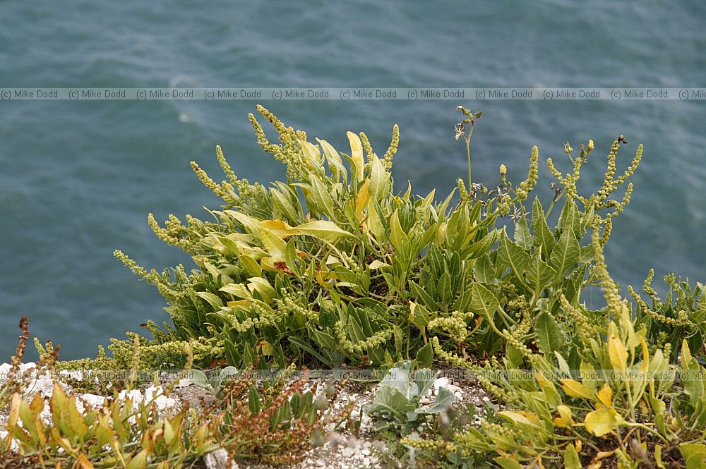 Beta vulgaris Sea Beet