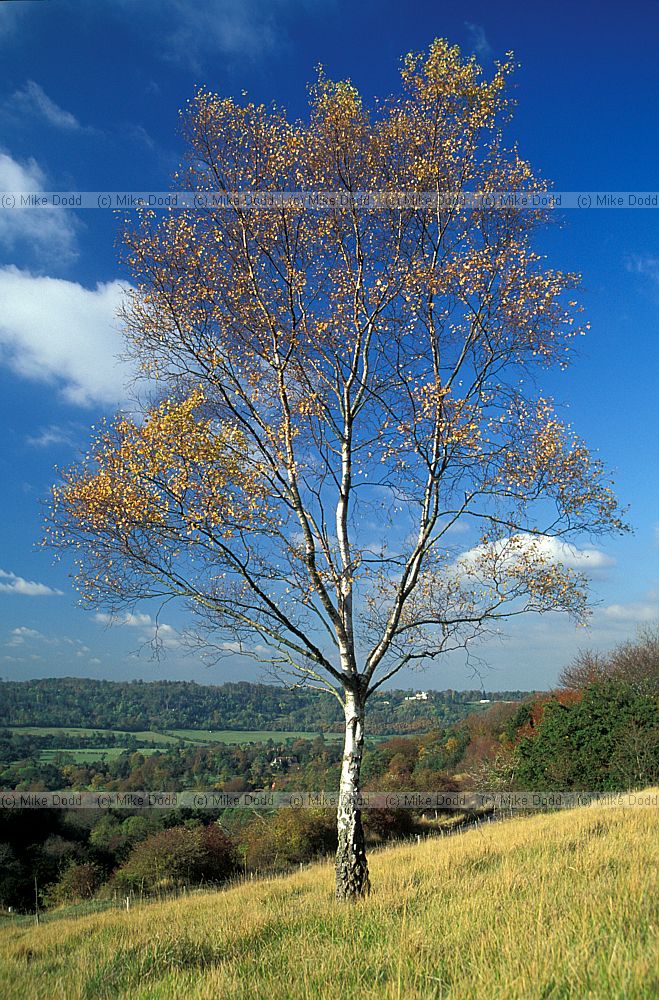 Betula pendula Silver Birch