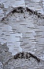 Betula pendula Silver birch bark