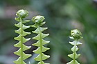 Blechnum spicant Hard Fern