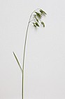 Bromus hordaceus Soft Brome