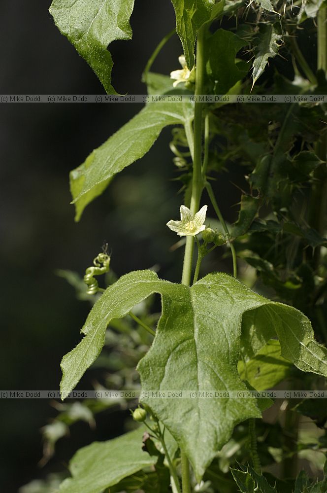 Bryonia dioica