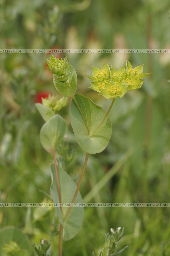 Bupleurum rotundifolium Throw-wax