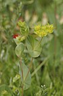 Bupleurum rotundifolium Throw-wax