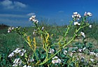 Cakile maritima Sea Rocket