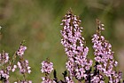 Calluna vulgaris Heather