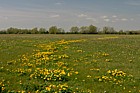 Caltha palustris Marsh-marigold or King Cup