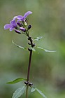Cardamine bulbifera Coralroot
