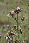 Carduus tenuiflorus Slender Thistle