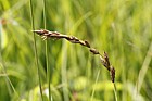Carex disticha Brown Sedge