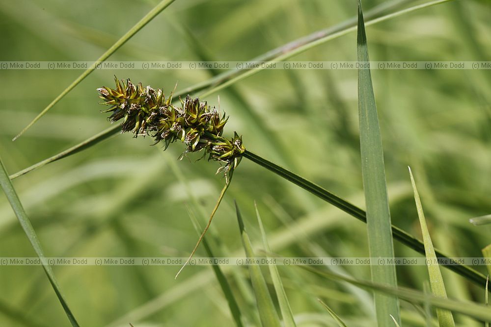 Carex otrubae False Fox Sedge