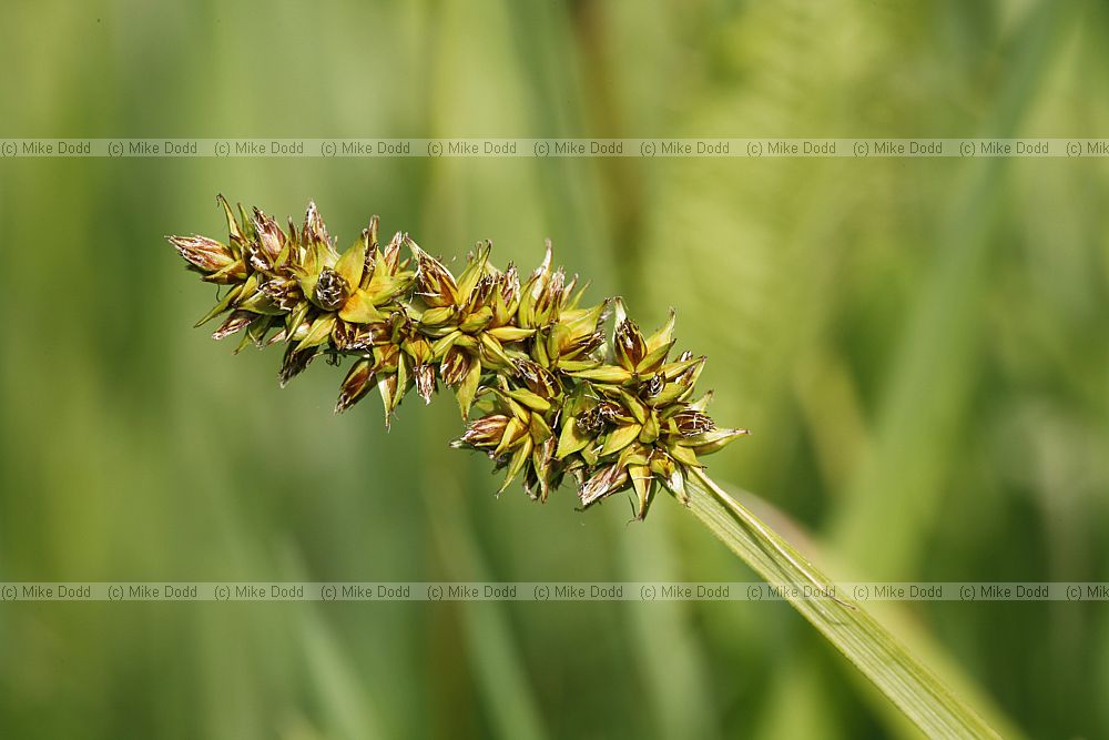 Carex otrubae False Fox Sedge