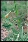 Carex pendula Pendulous Sedge