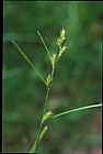 Carex remota Remote Sedge