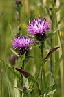Centaurea nigra Common Knapweed
