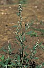 Chenopodium album Fat Hen