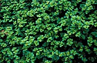 Chrysosplenium oppositifolium Opposite-leaved Golden-saxifrage
