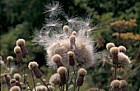 Cirsium arvense Creeping Thistle