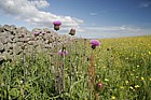Cirsium heterophyllum Melancholy thistle on edge of meadow Upper teesdale