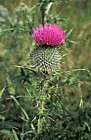 Cirsium vulgare Spear Thistle